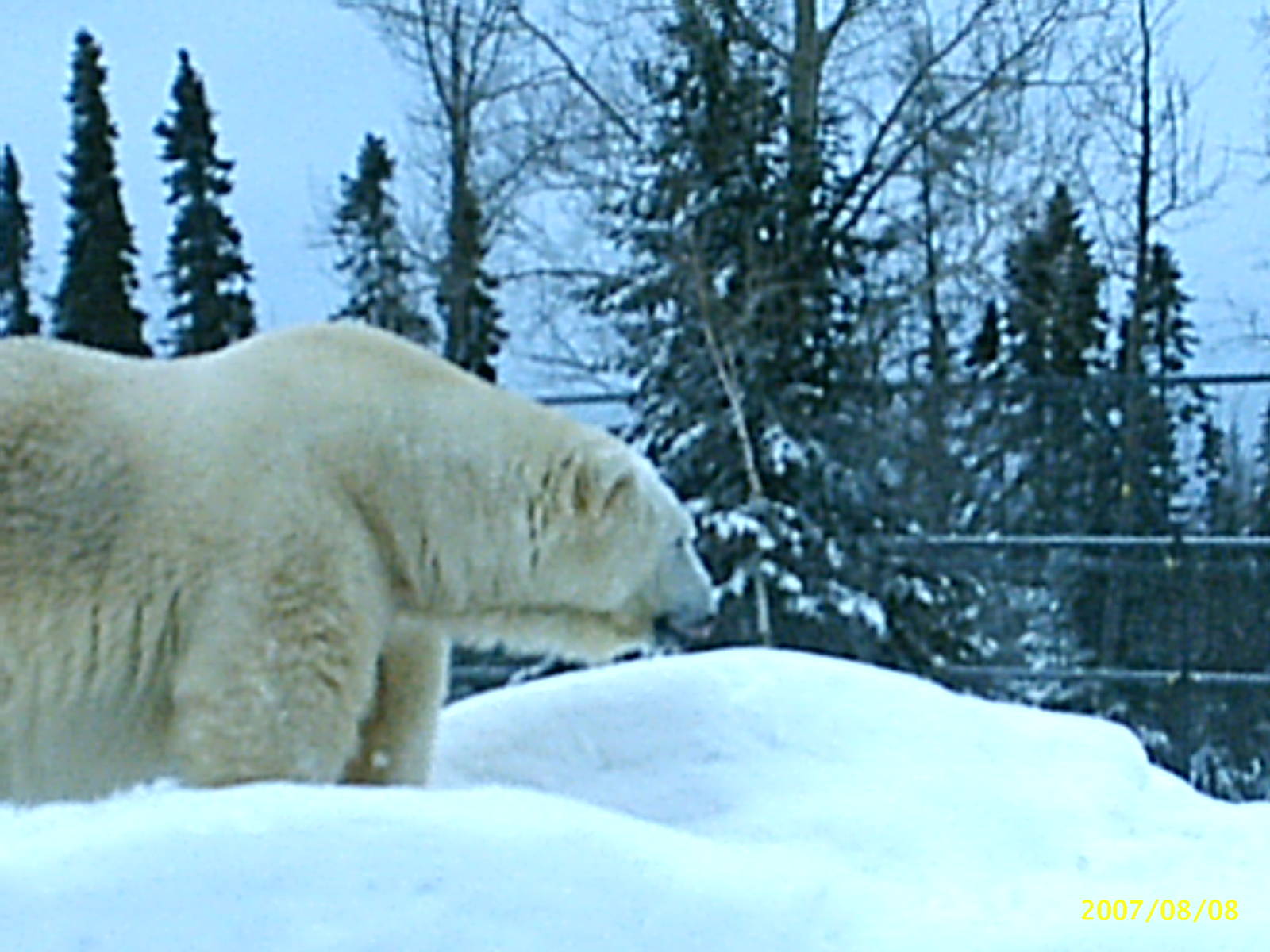 Polar Bear December 2007