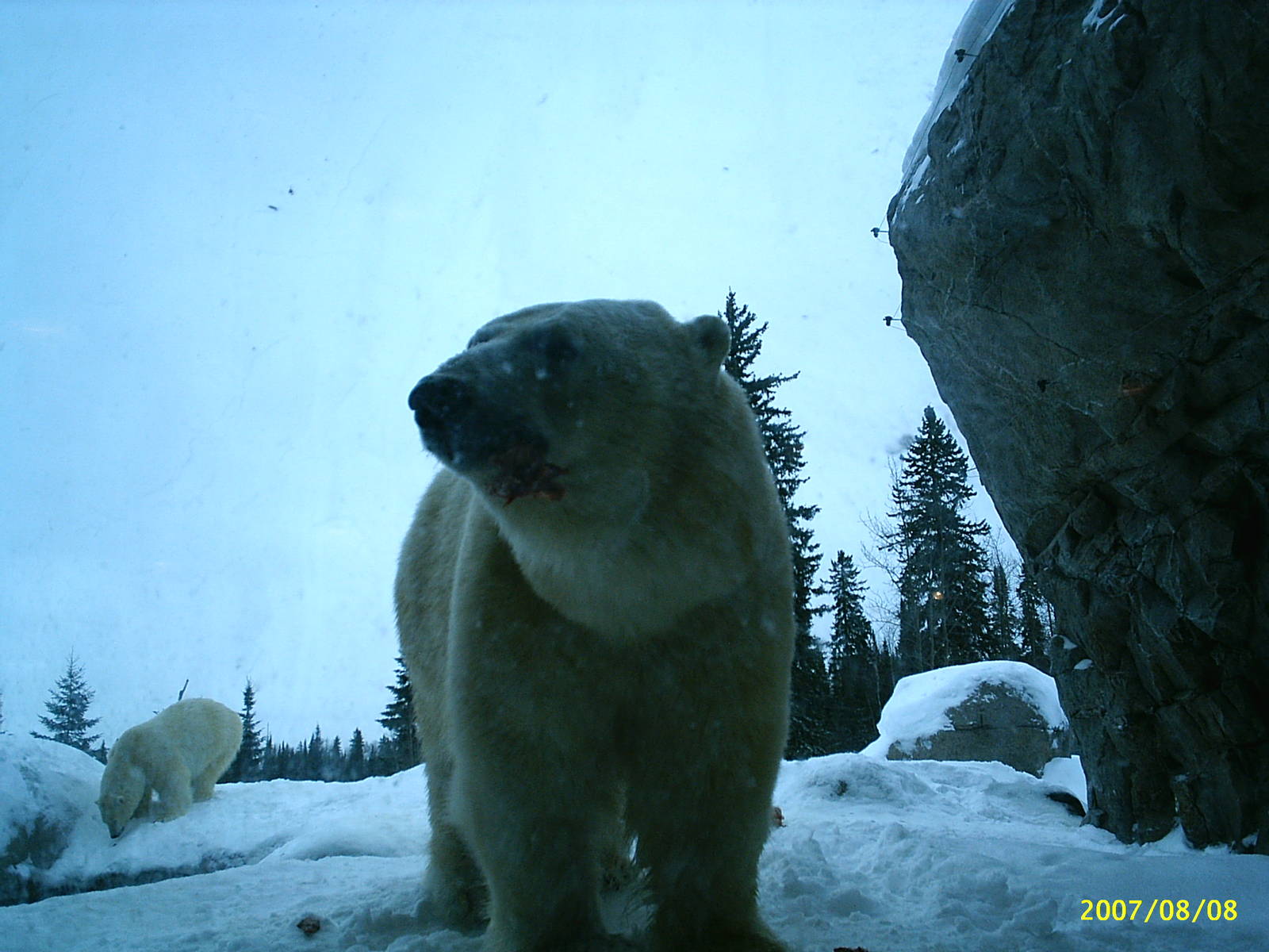 Polar Bear December 2007