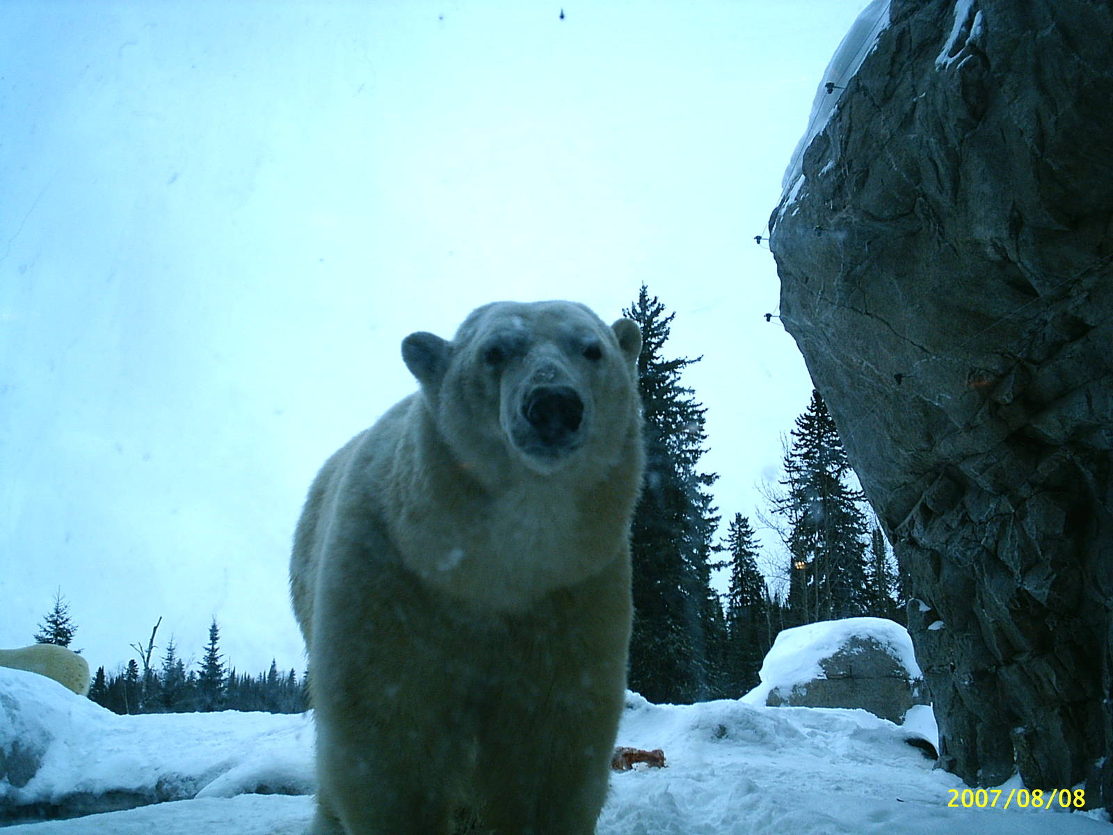 Polar Bear December 2007