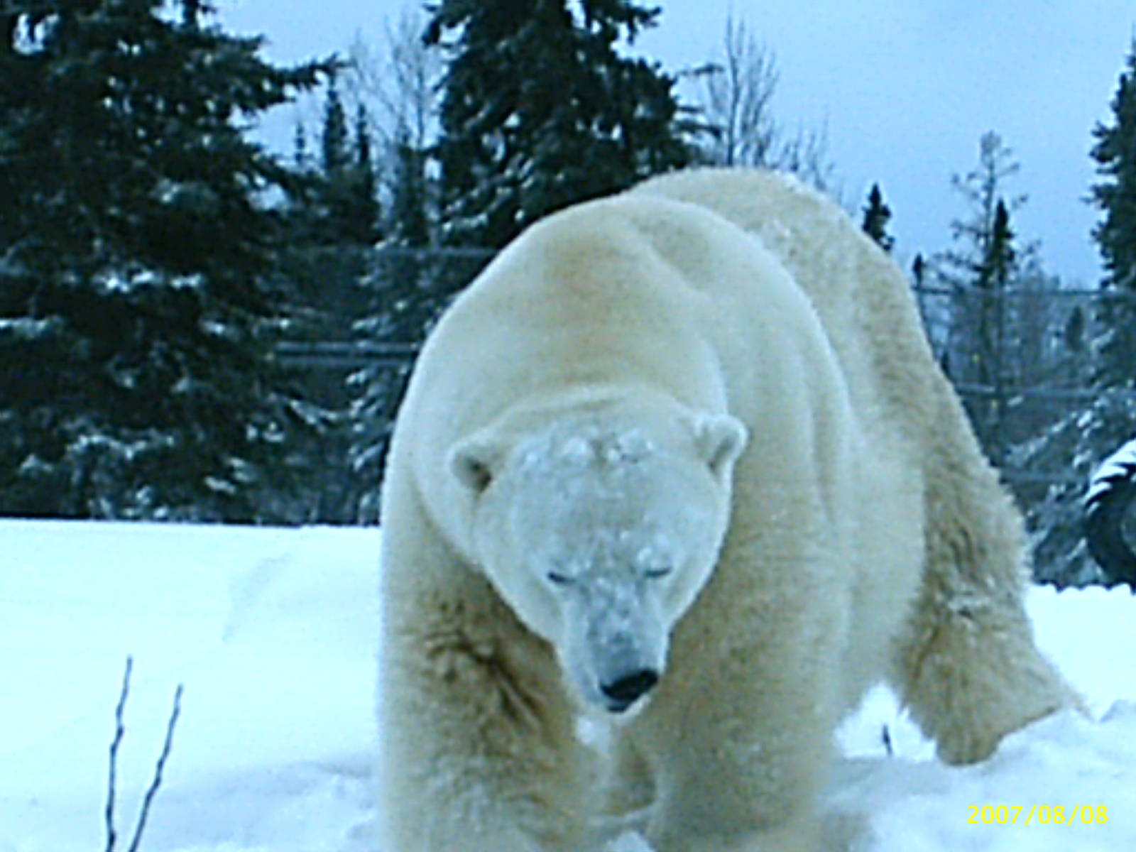 Polar Bear December 2007