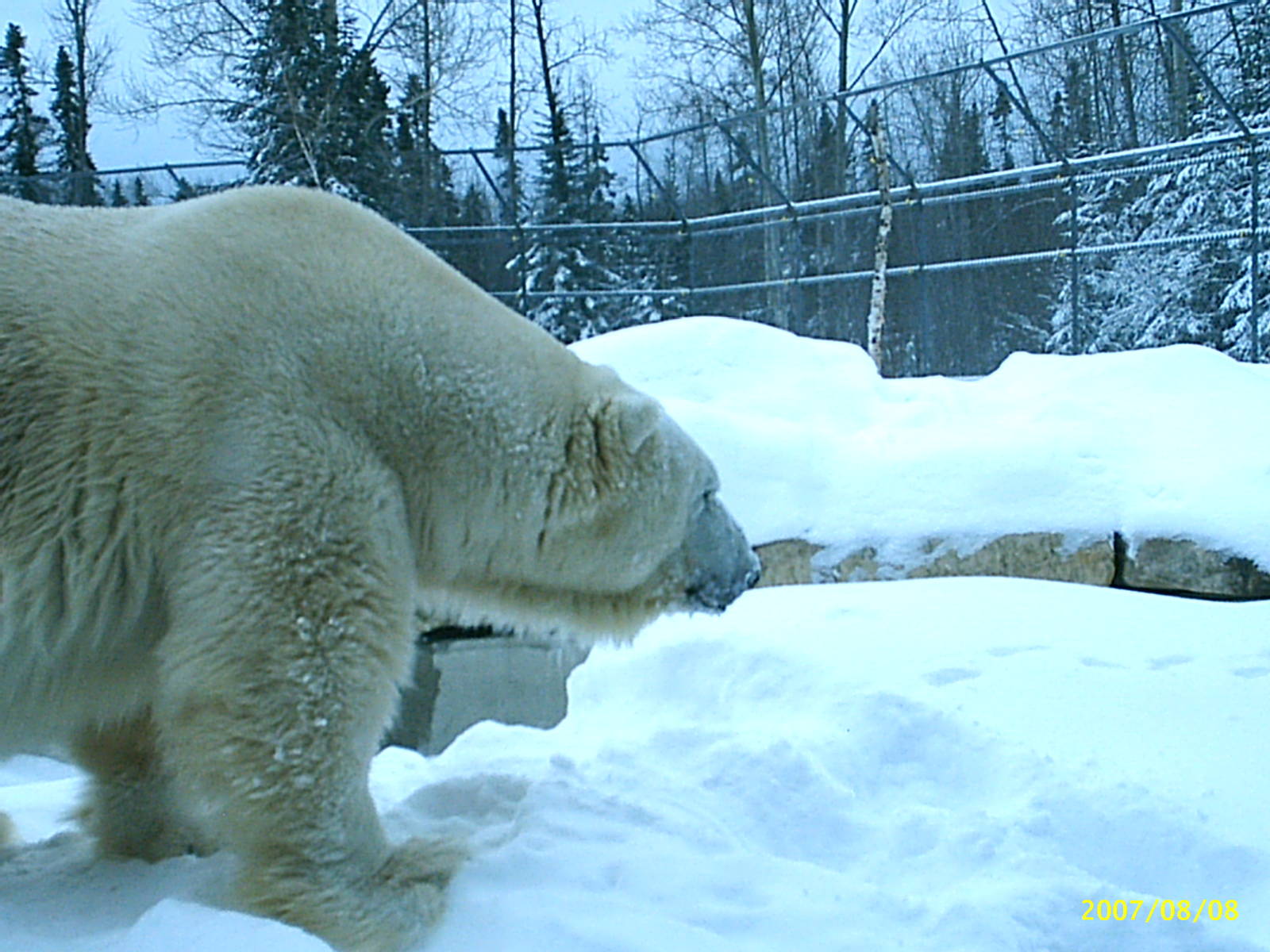 Polar Bear December 2007