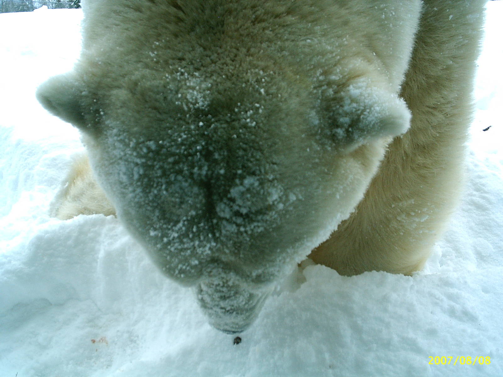 Polar Bear December 2007