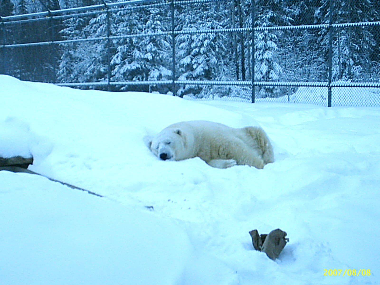Polar Bear December 2007