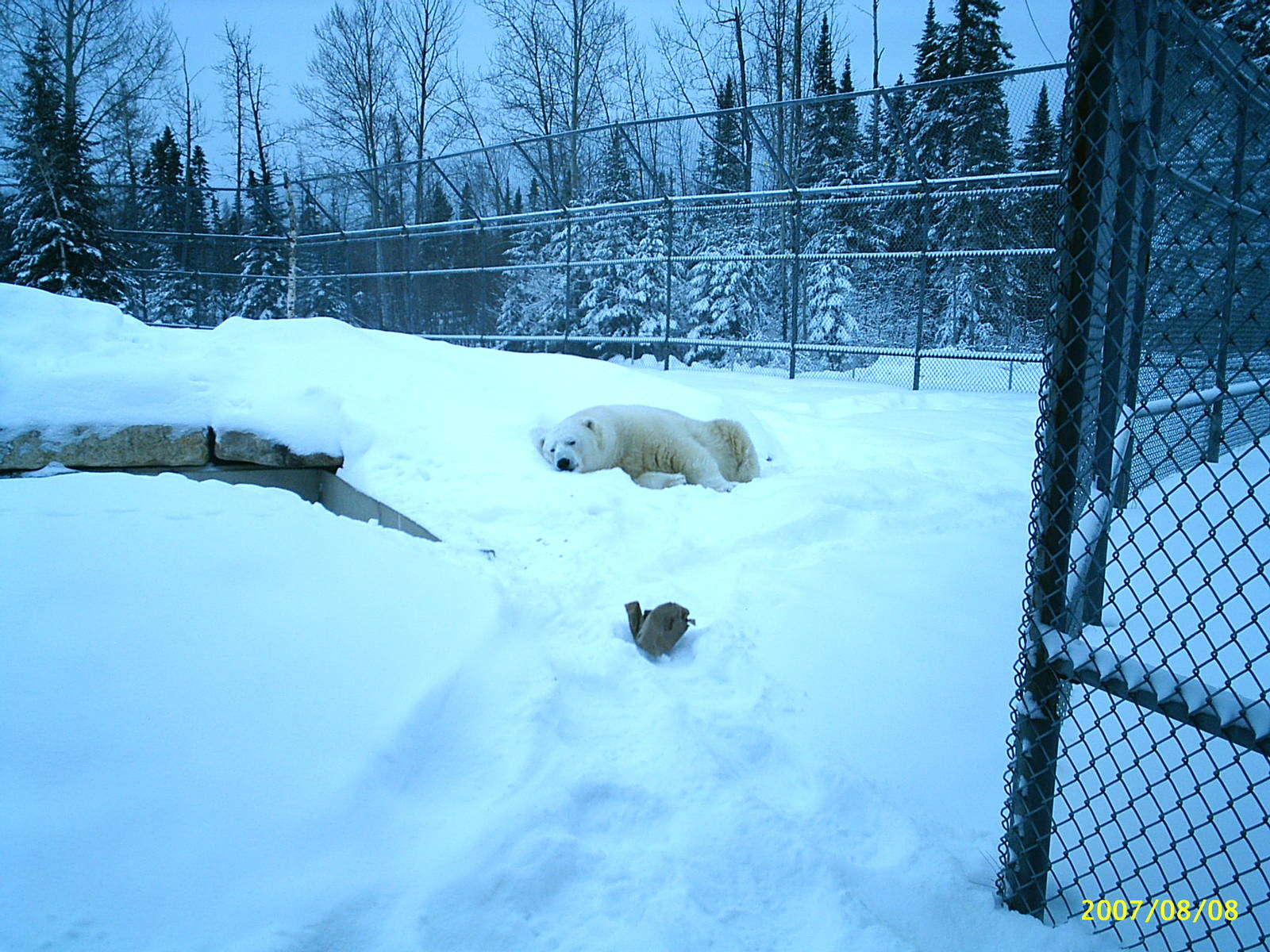 Polar Bear December 2007
