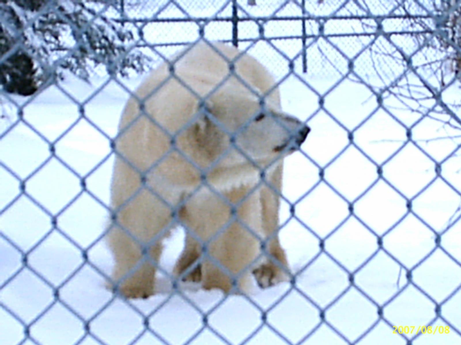 Polar Bear December 2007