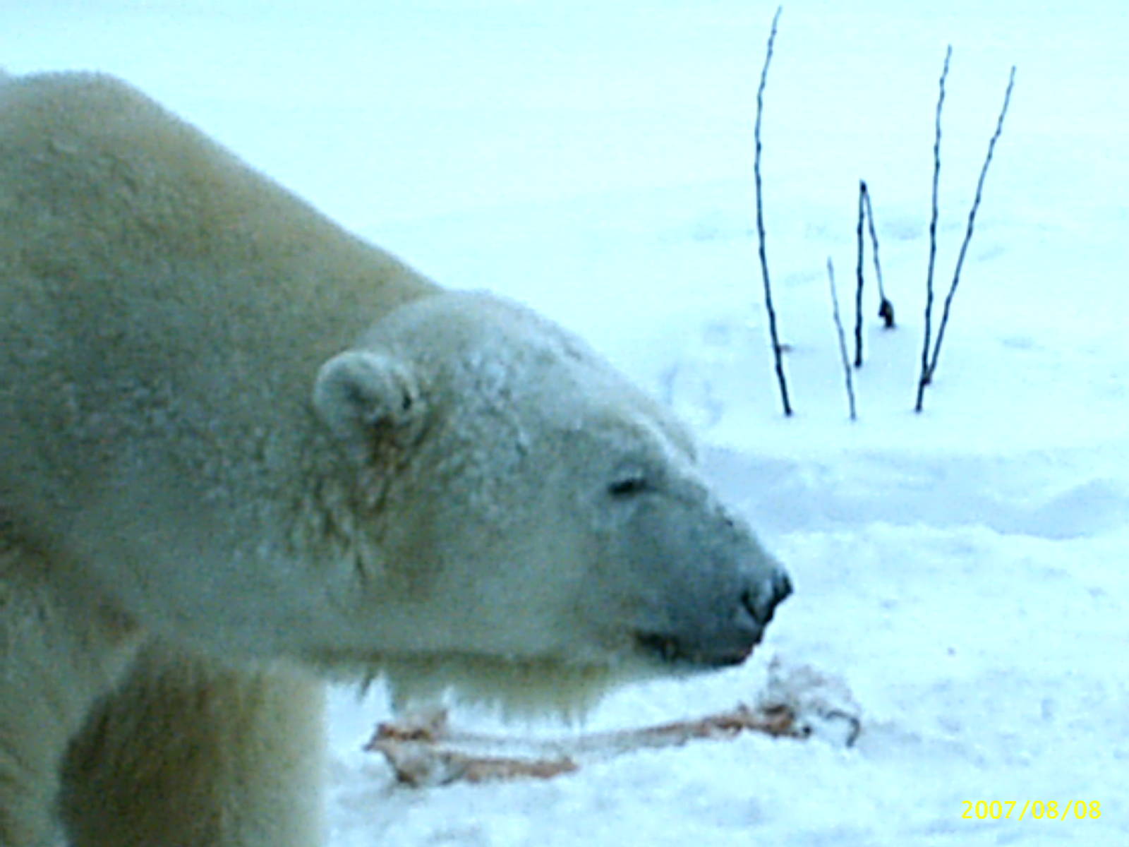 Polar Bear Decemeber 2007