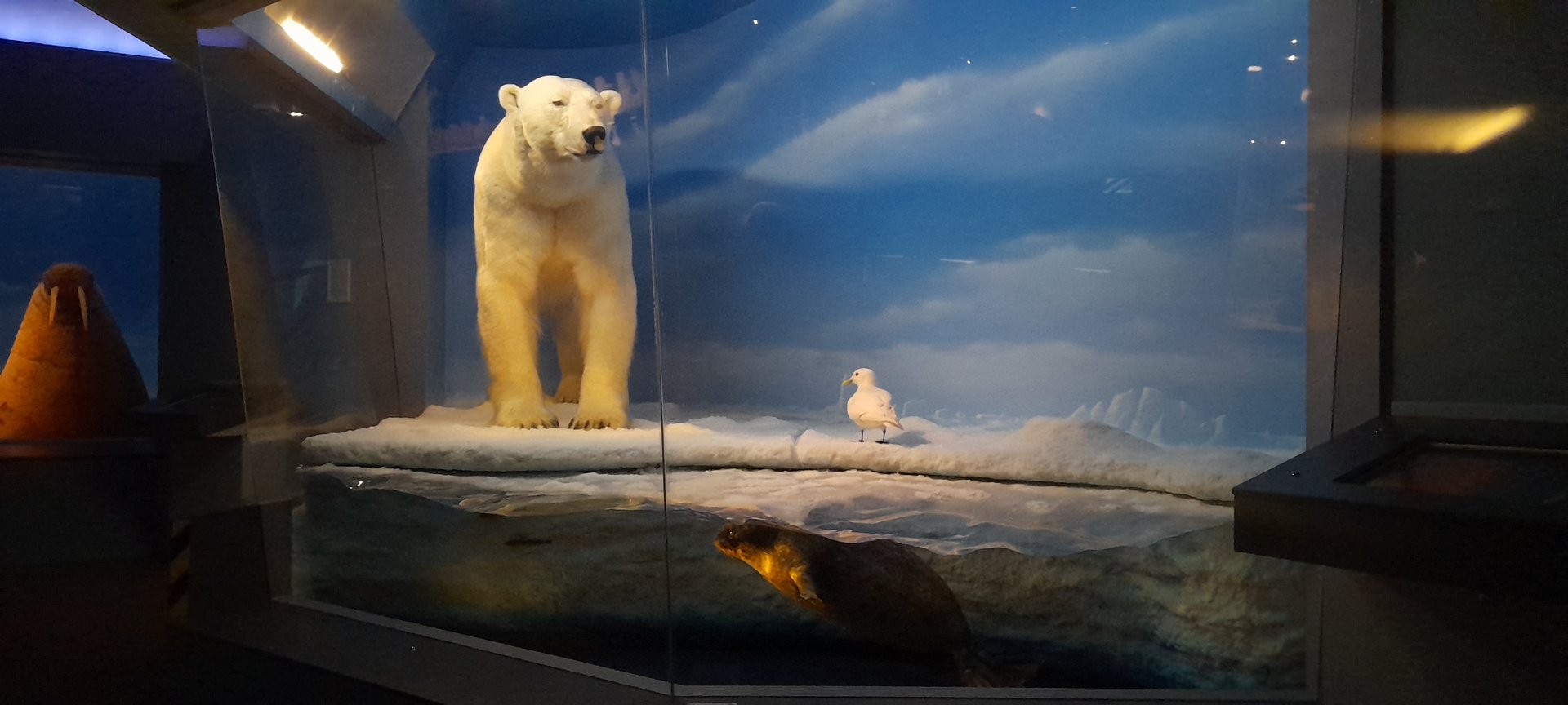 Polar bear diorama