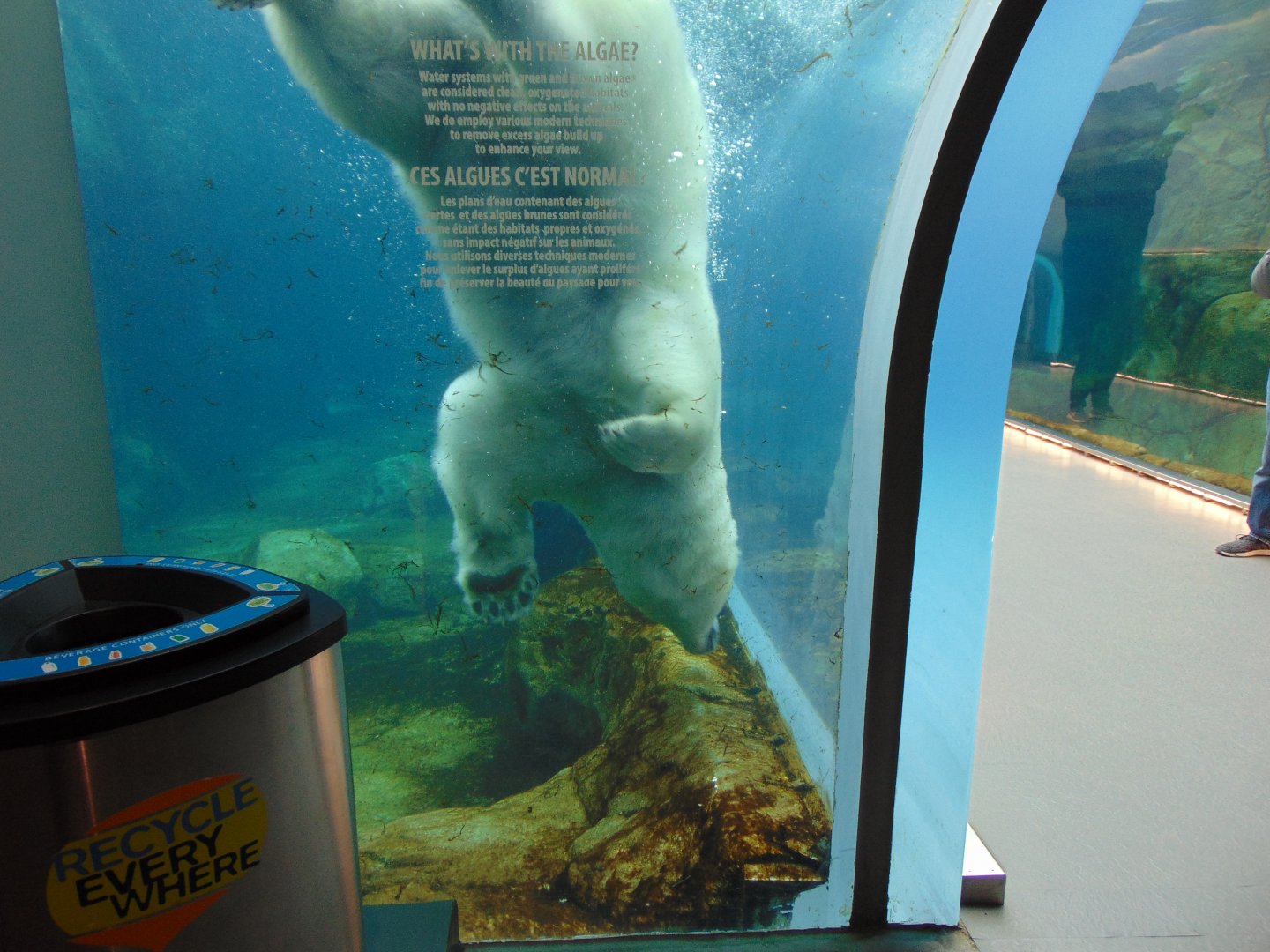 Polar Bear Diving