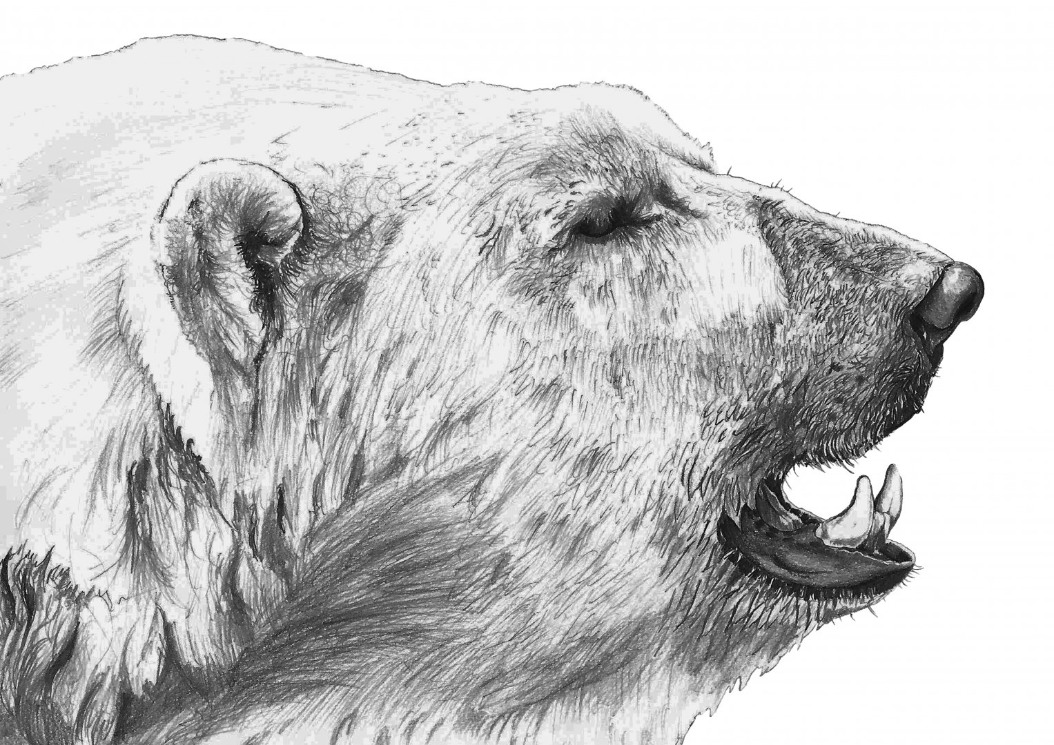 Polar Bear drawing