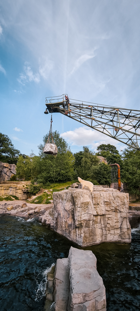 Polar Bear during  feeding (with keeper on the crane)