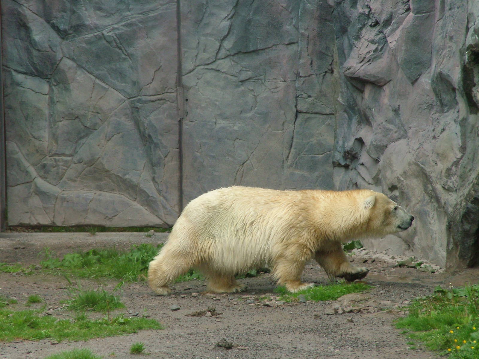 Polar Bear dwarf Antonia at ZOOM 11/05/09