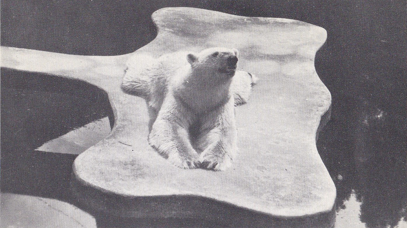 Polar Bear - early 1970s