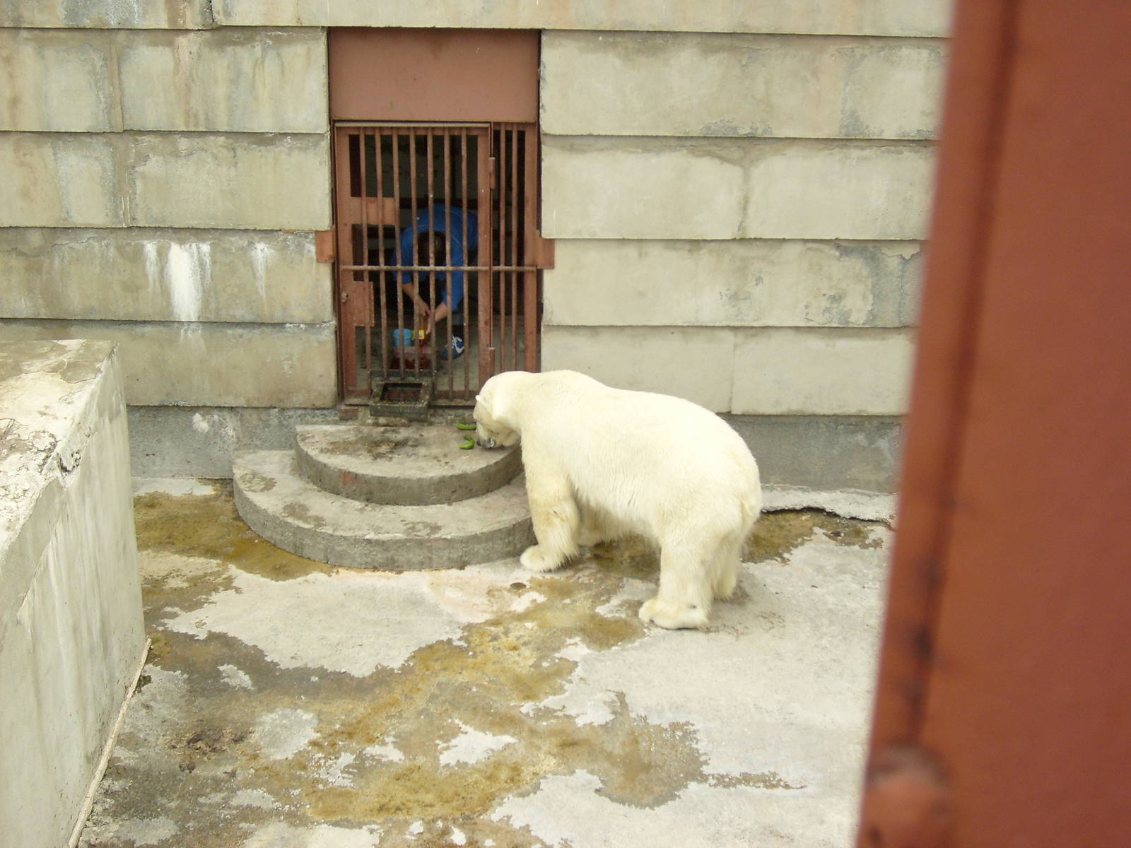 Polar bear eating cucumbers