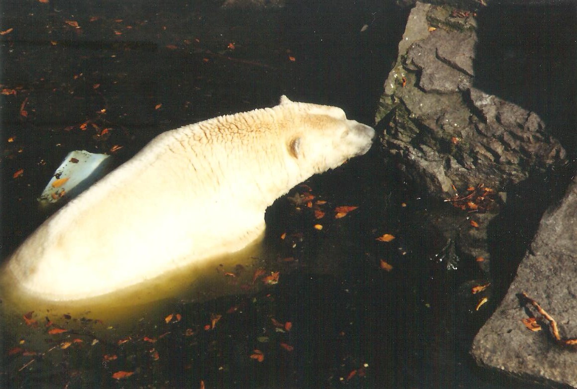 Polar Bear Edinburgh Zoo