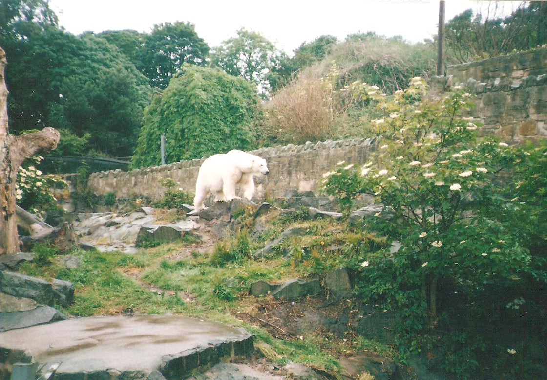Polar Bear Edinburgh Zoo