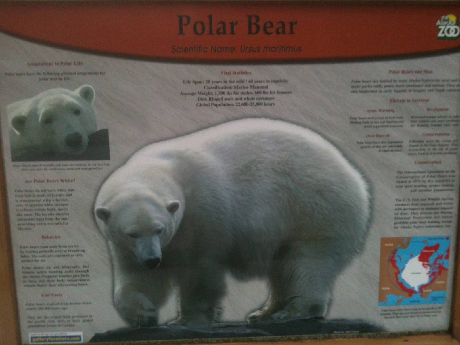 Polar Bear Educational Sign