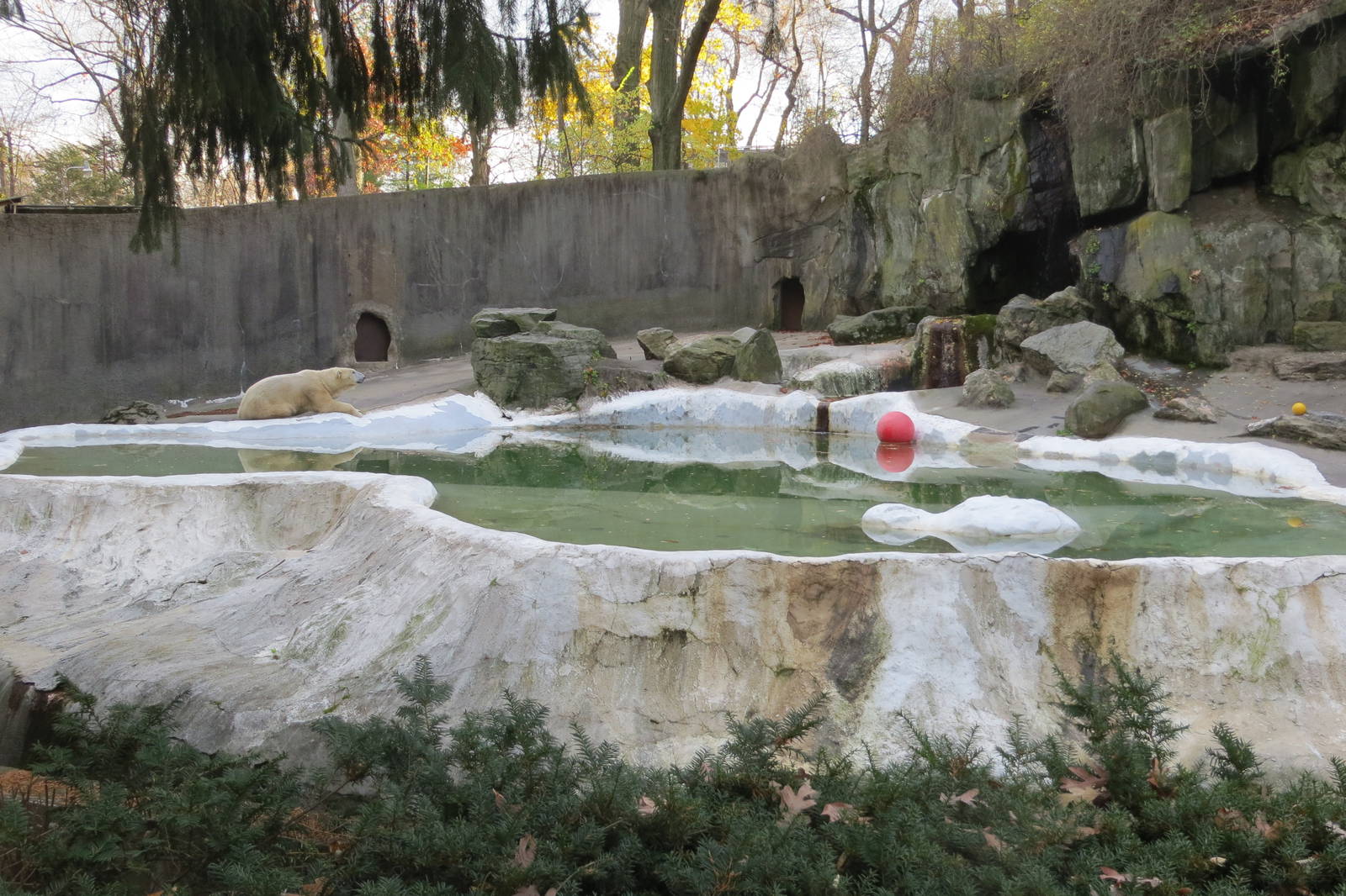 Polar Bear enclosure 031215