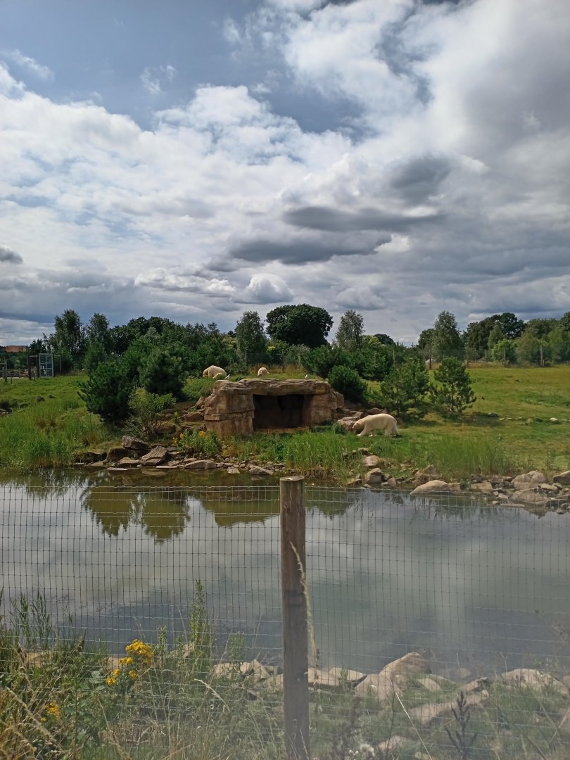 Polar Bear enclosure 1 25/7/23