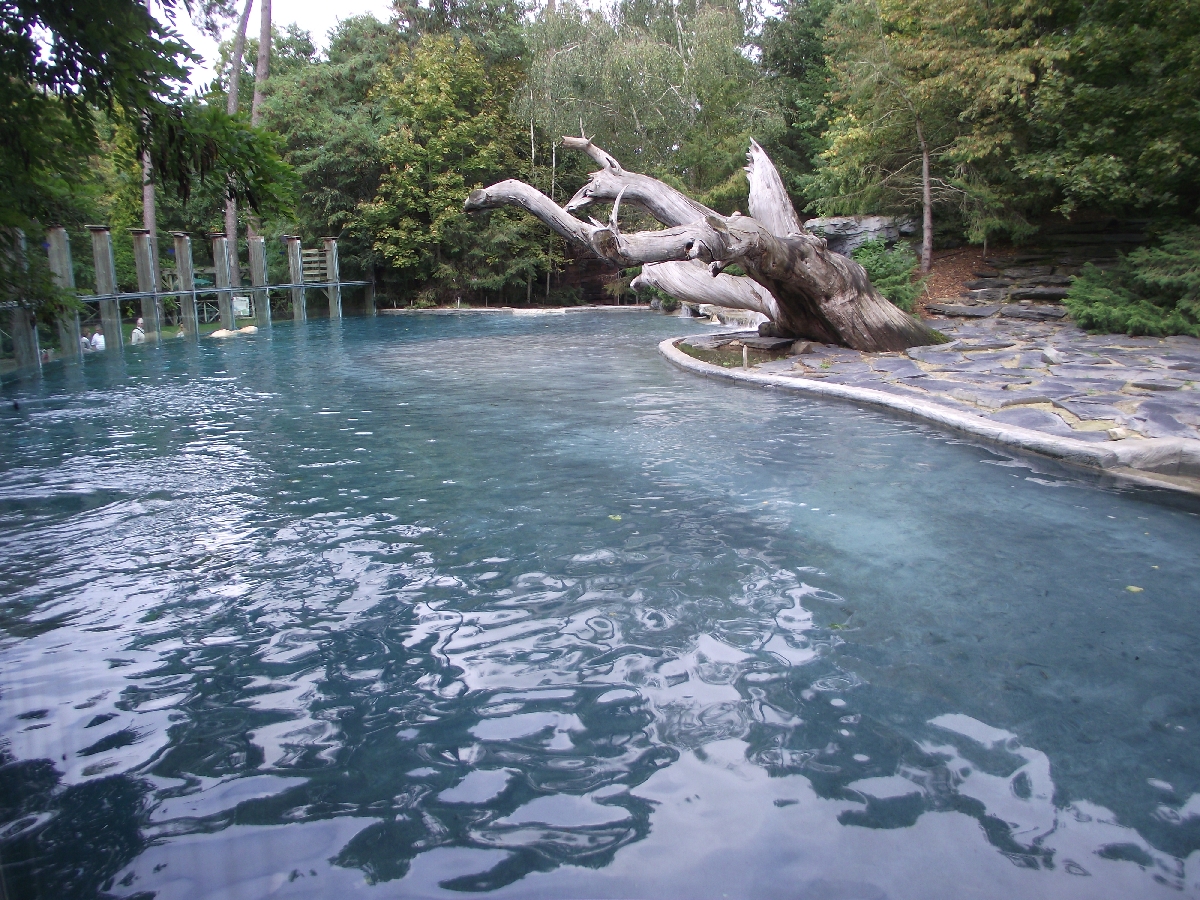 Polar Bear Enclosure #1