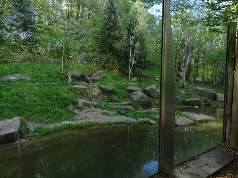 Polar bear enclosure #1