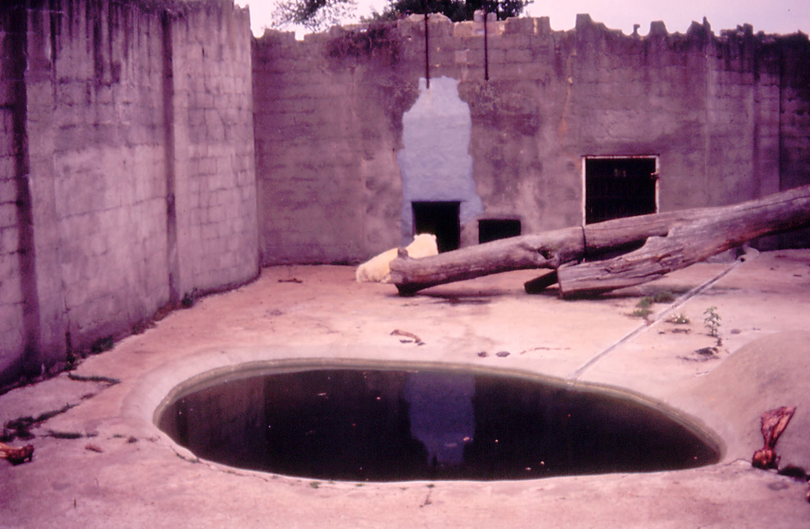 Polar Bear enclosure - 1982
