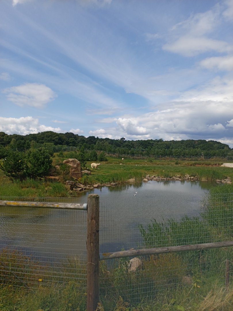 Polar Bear enclosure 2  25/7/23