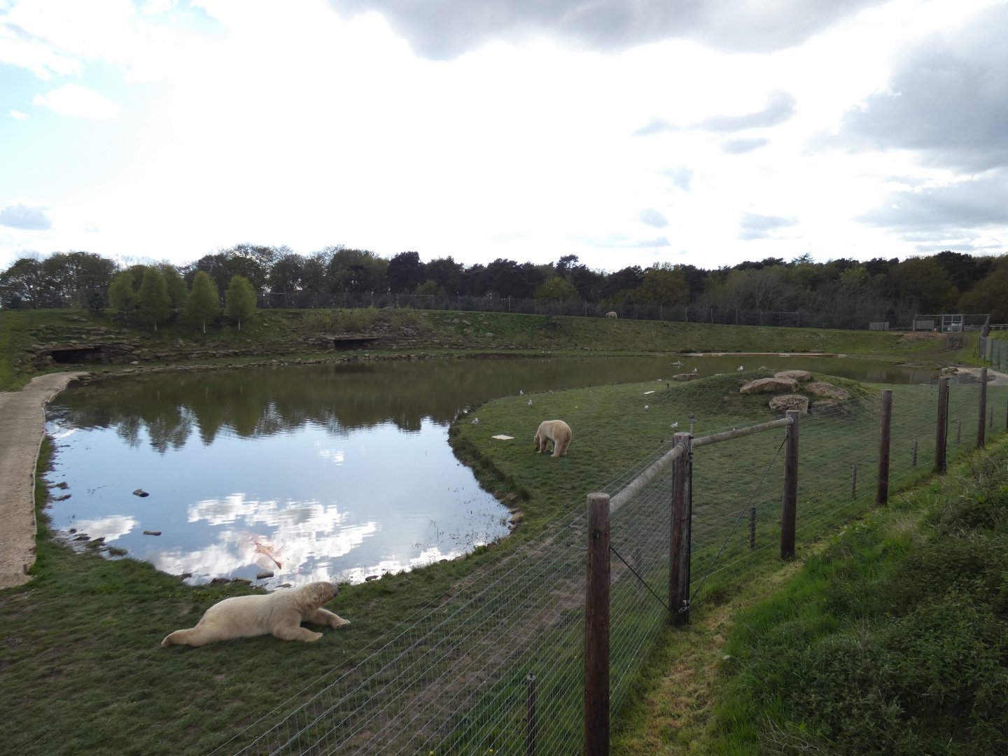 Polar bear enclosure (2)