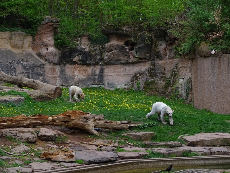Polar bear enclosure #2