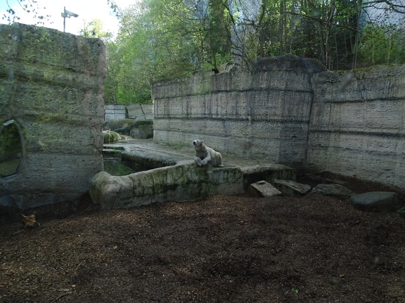 Polar bear enclosure #2