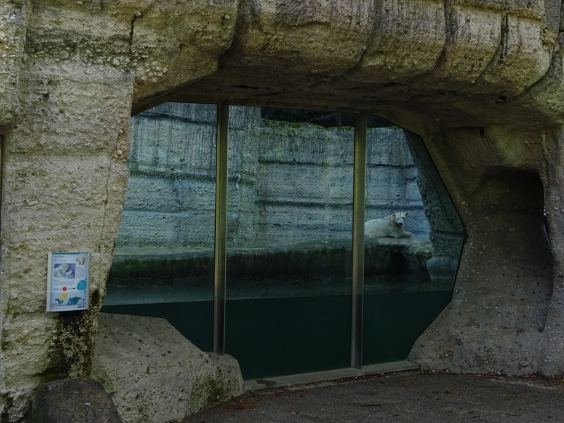 Polar bear enclosure #2