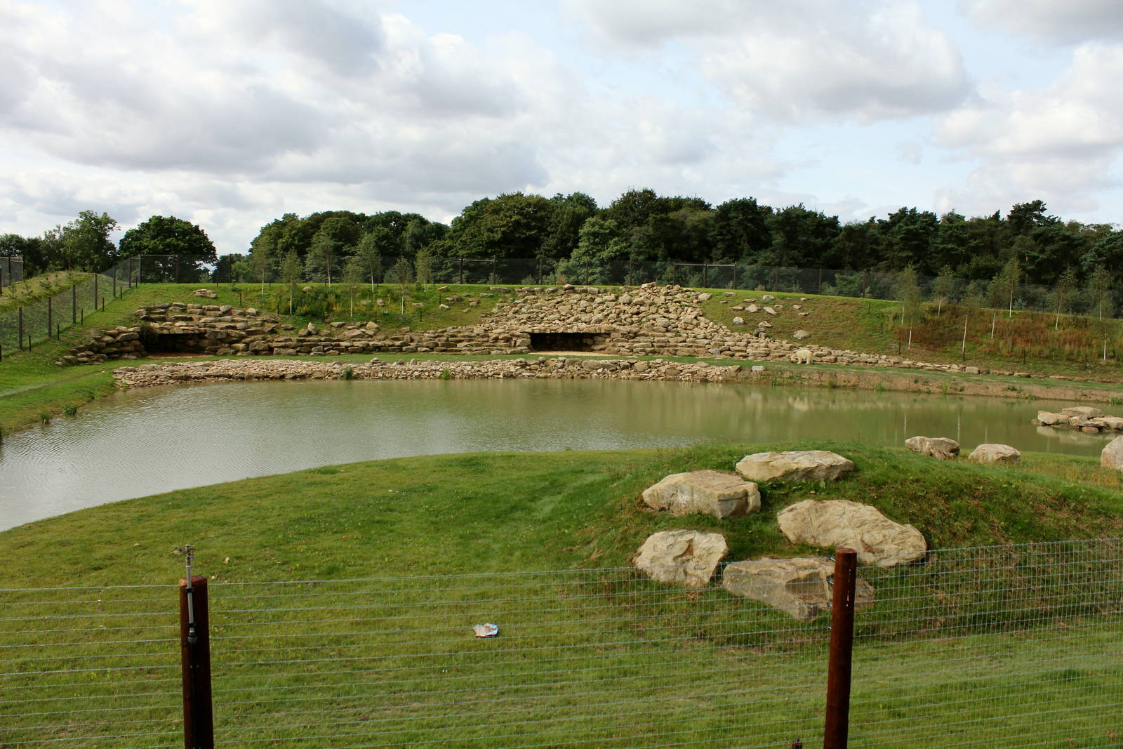 Polar bear enclosure 24-8-14