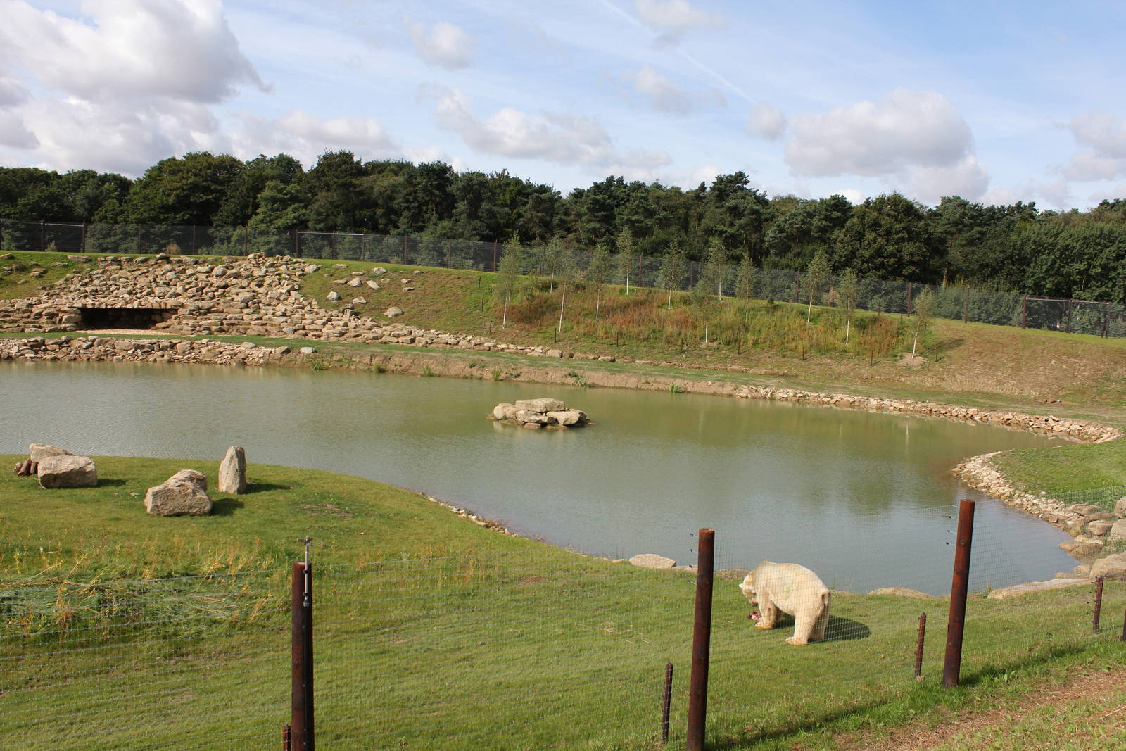 Polar bear enclosure 24-8-14