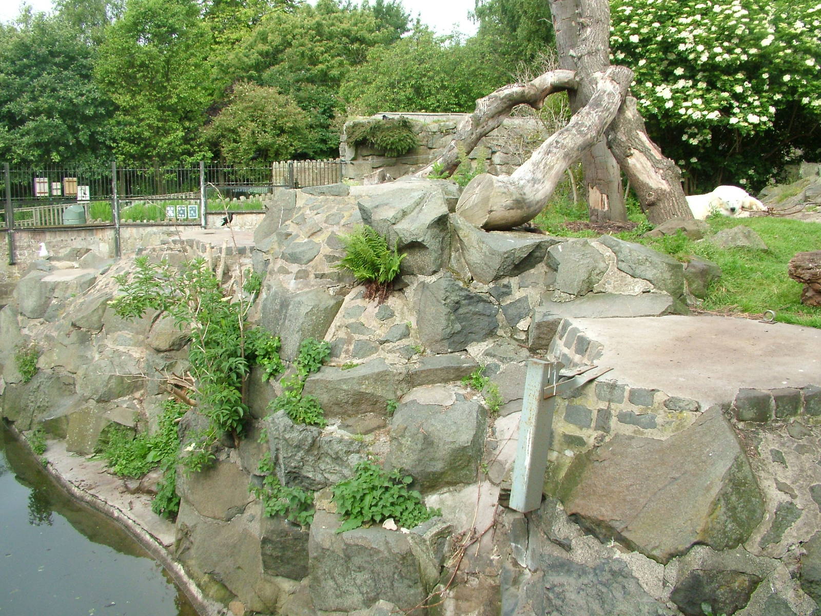 Polar Bear enclosure at Edinburgh Zoo 2008