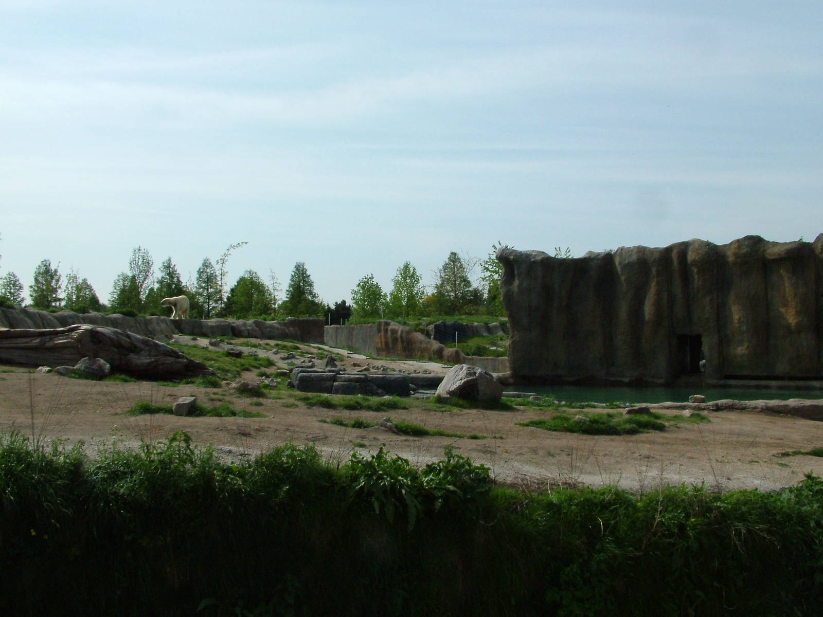Polar Bear enclosure at Rotterdam 10/05/09