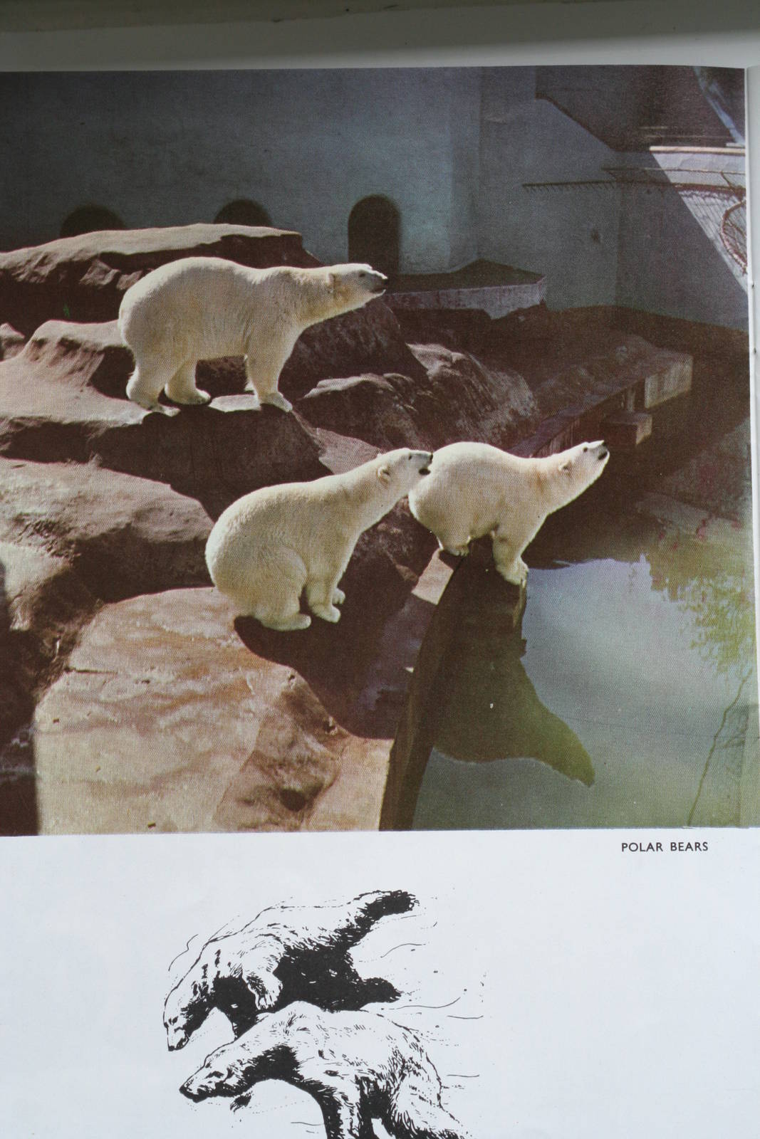 Polar Bear enclosure @ Bristol