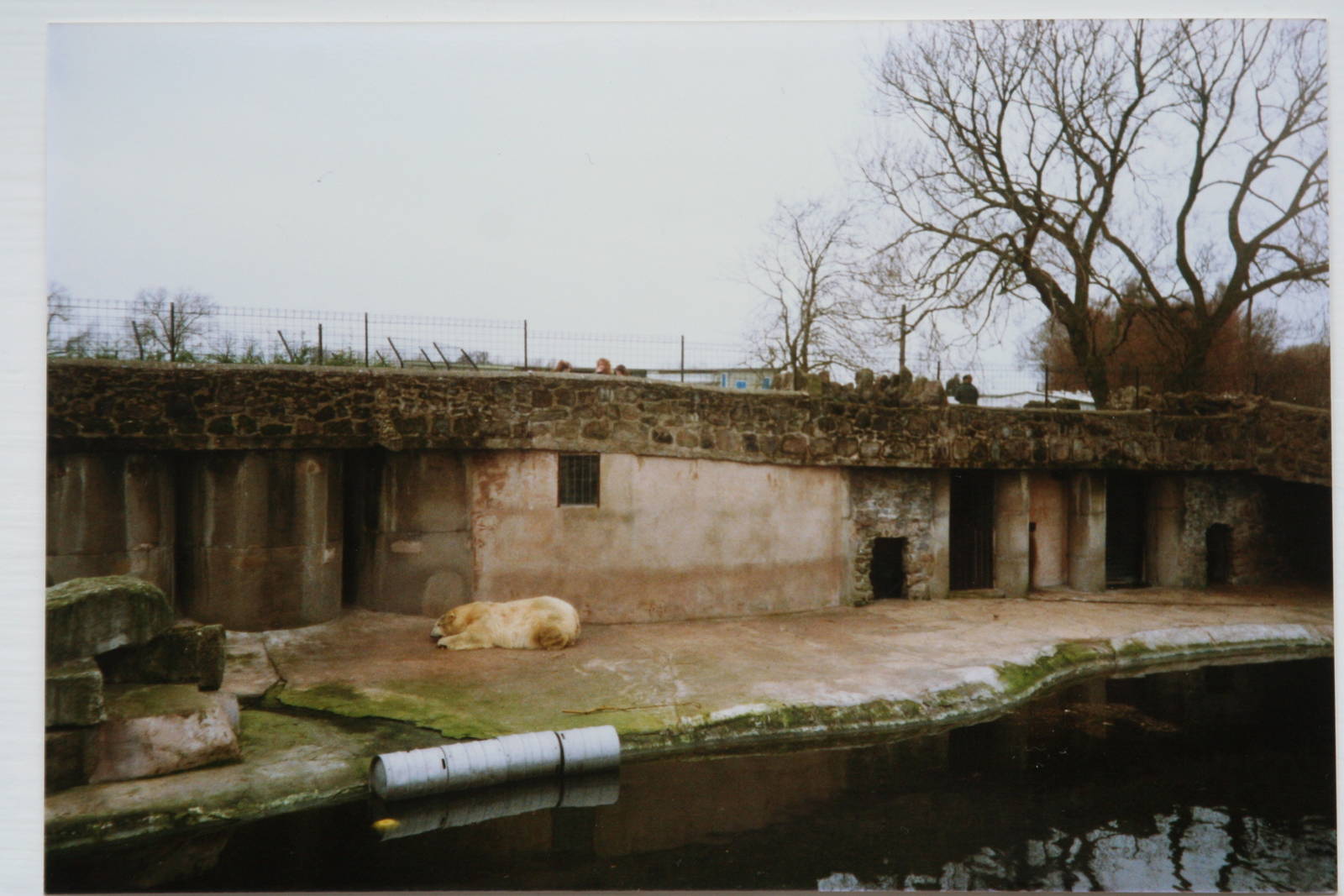 Polar Bear enclosure @ Chester Zoo; 14.02.89