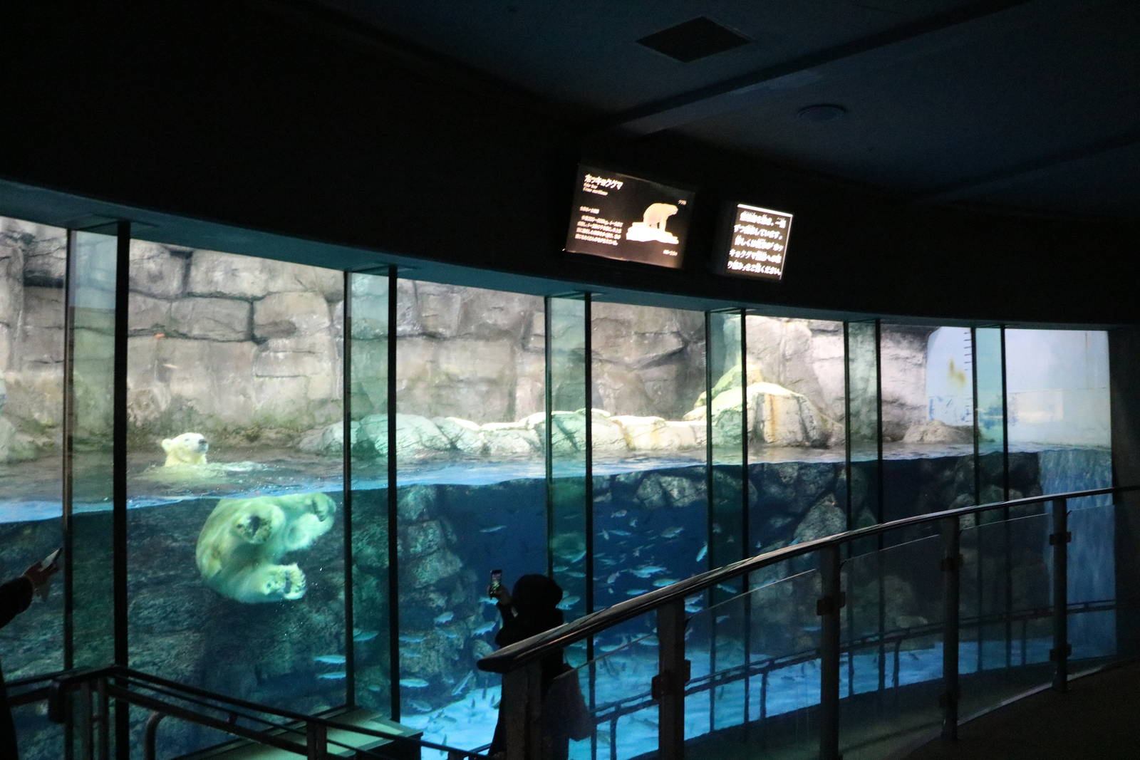 Polar bear enclosure, February 2016