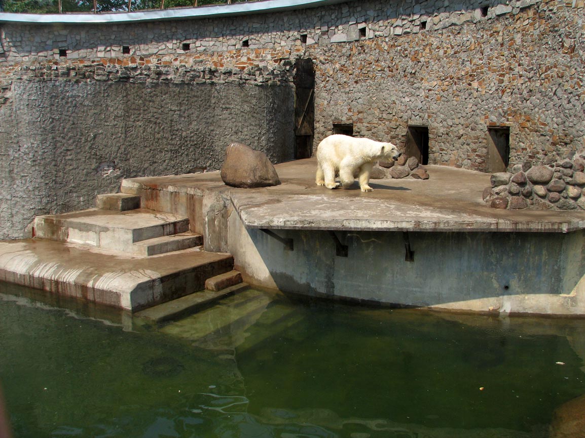 Polar bear enclosure (female)