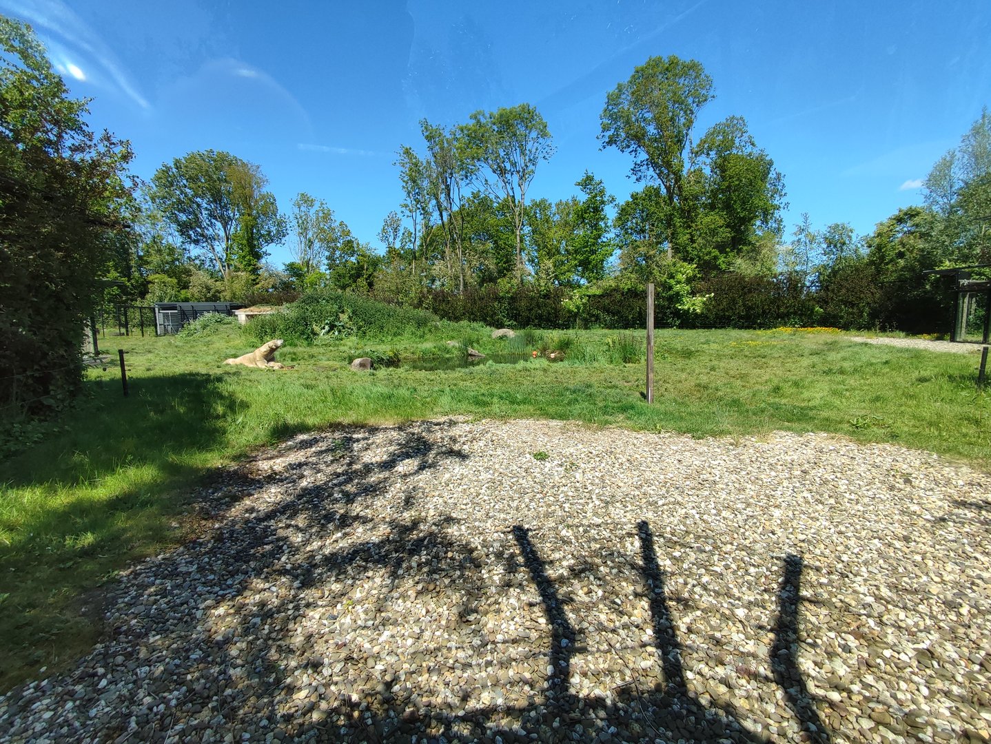 Polar bear enclosure - first enclosure