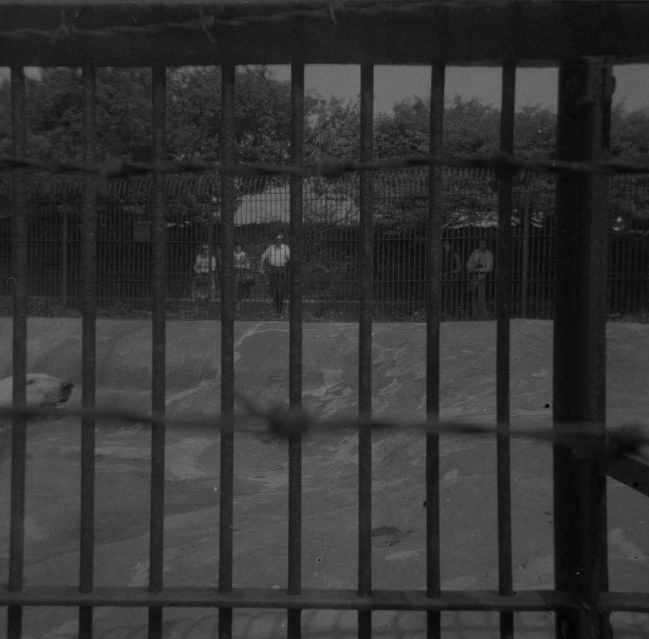 Polar bear enclosure in the late 60s