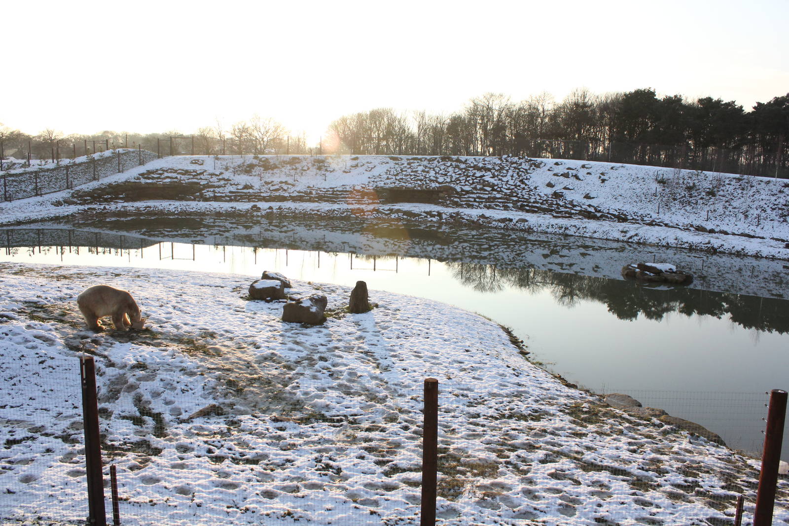 Polar bear enclosure in the snow 27-12-14