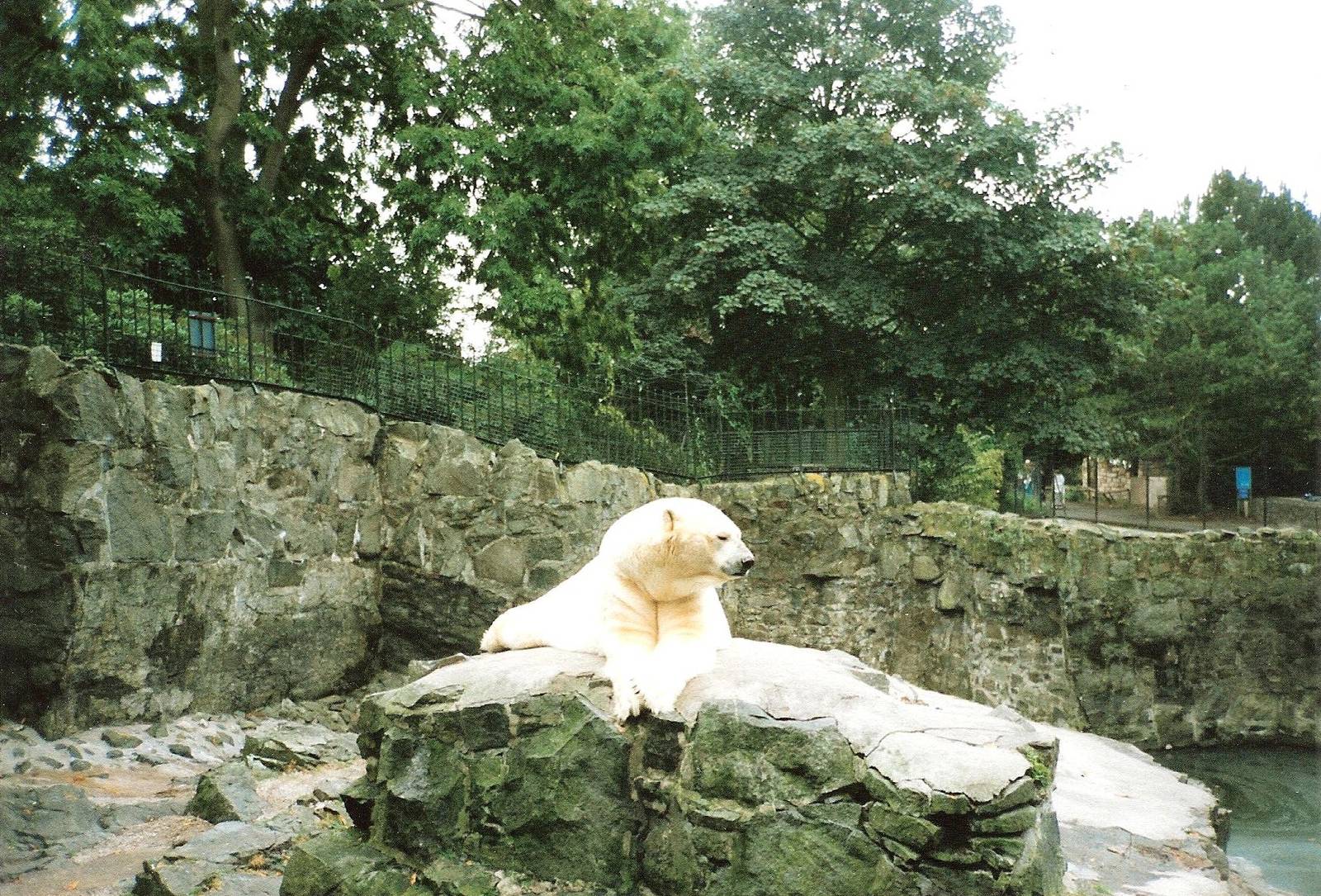 Polar Bear Enclosure September 1991