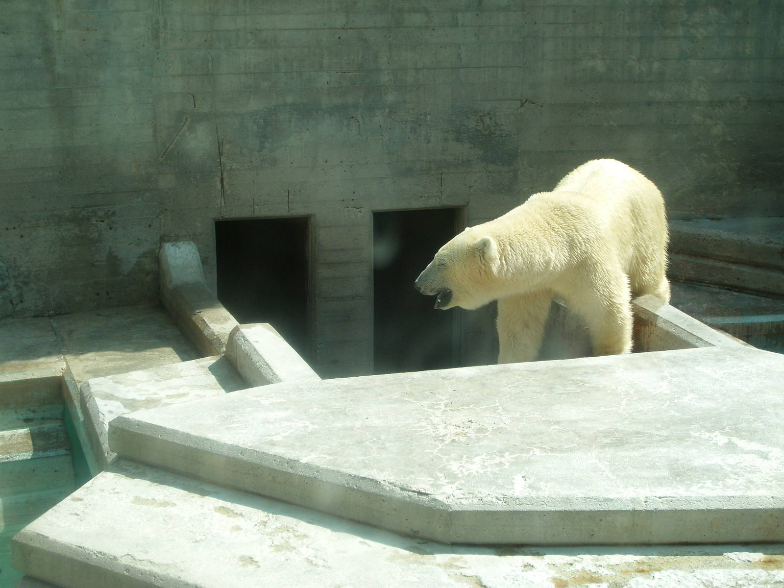 polar bear enclosure