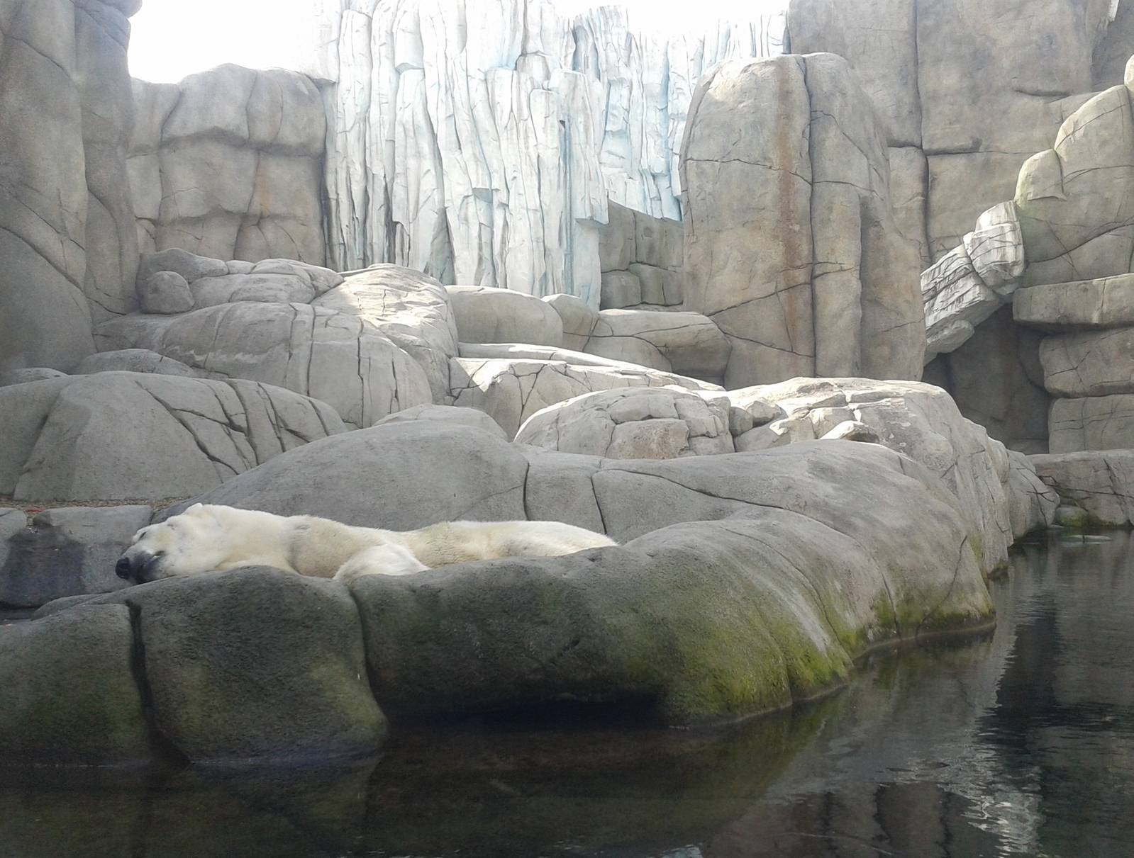 Polar bear enclosure