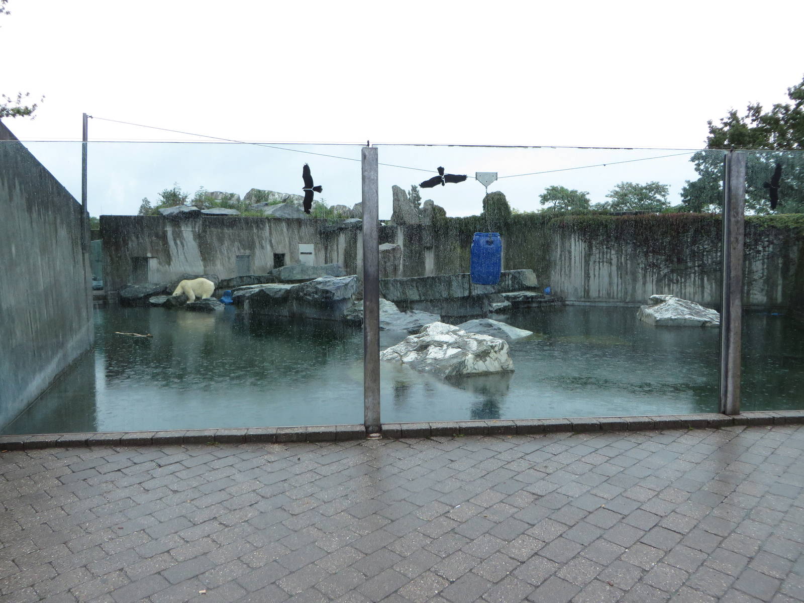 Polar bear enclosure