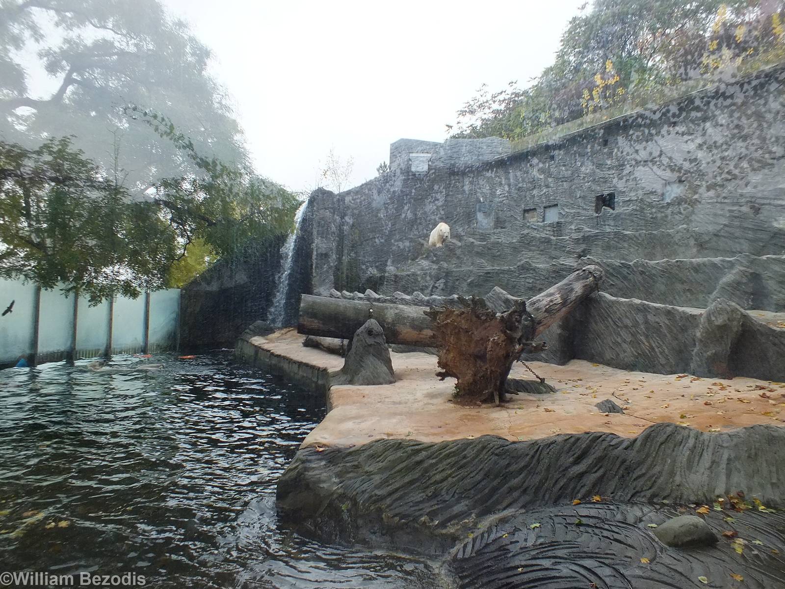 Polar Bear Enclosure