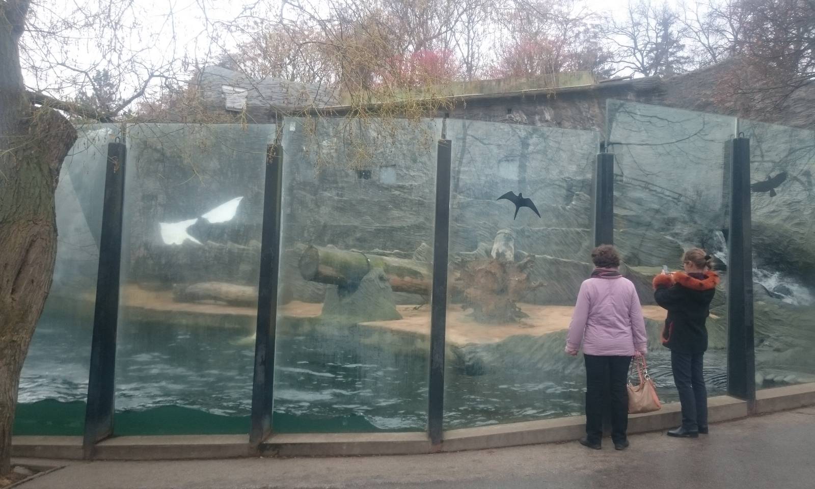 Polar bear enclosure
