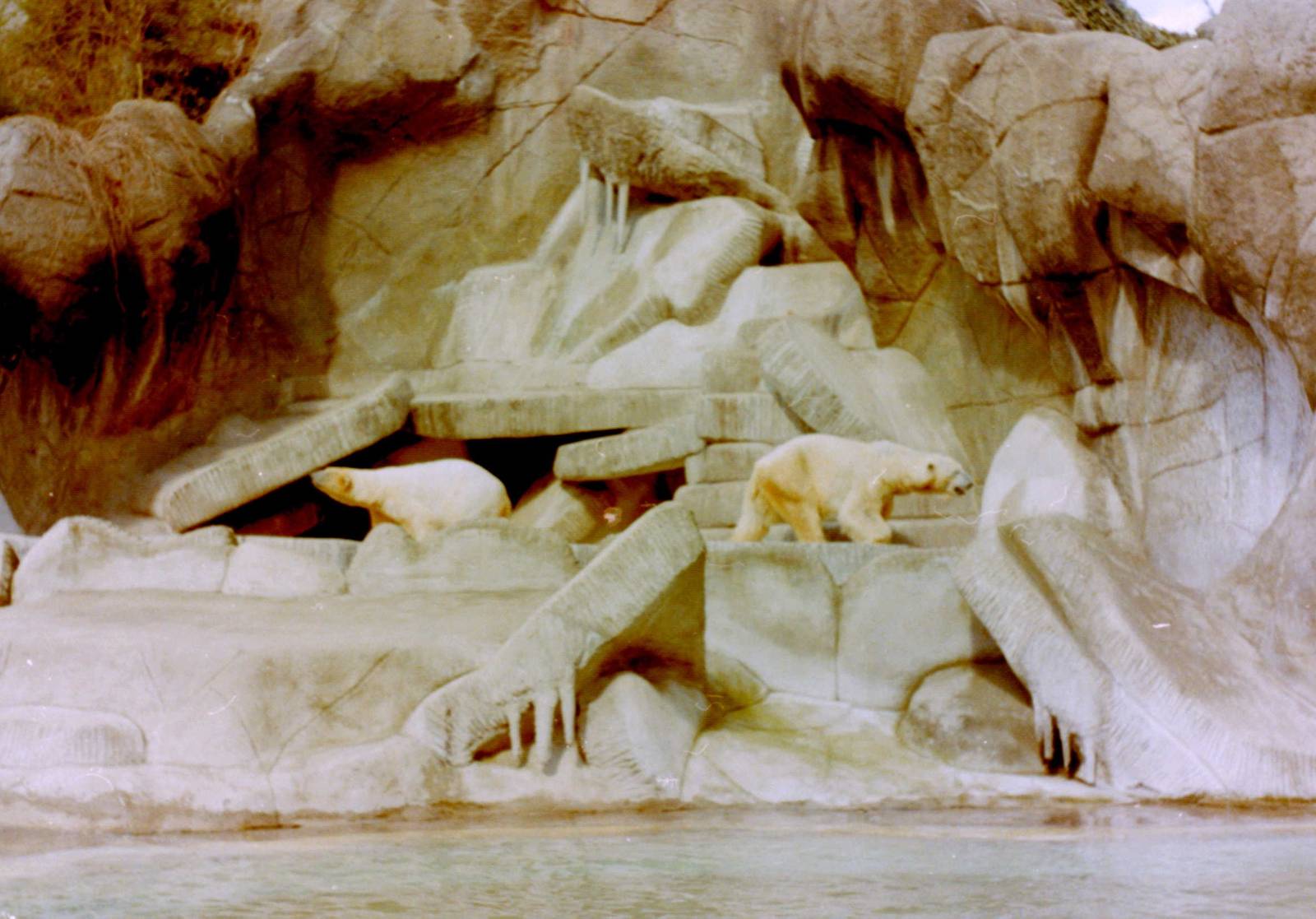 Polar bear enclosure