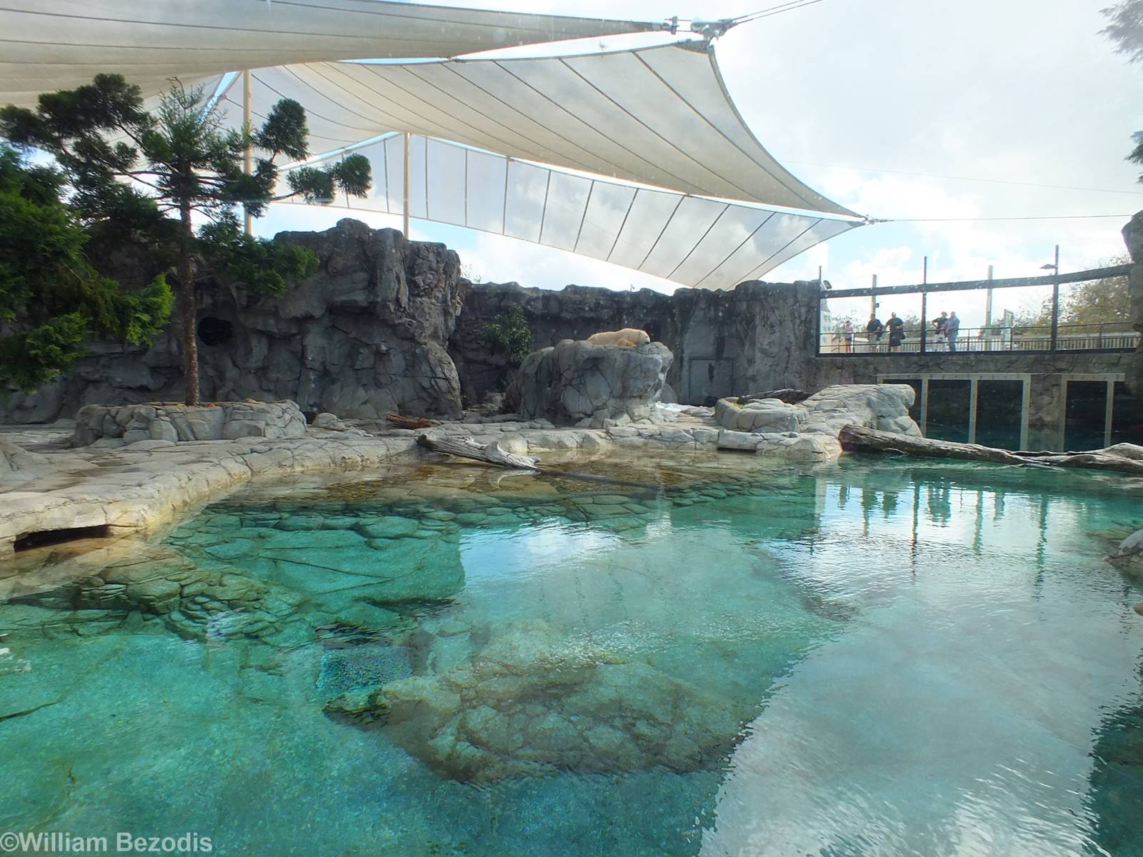 Polar Bear Enclosure