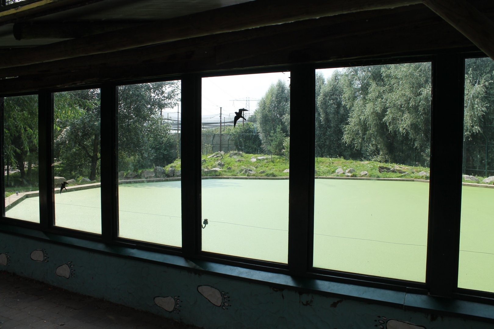 Polar bear enclosure